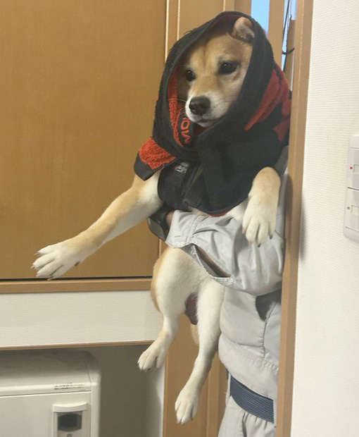 タオルをかぶった柴犬