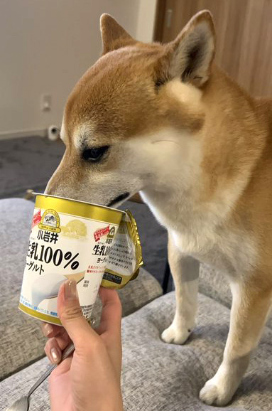 柴犬　ヨーグルトを食べる