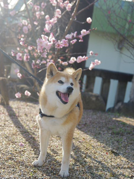 柴犬と桜