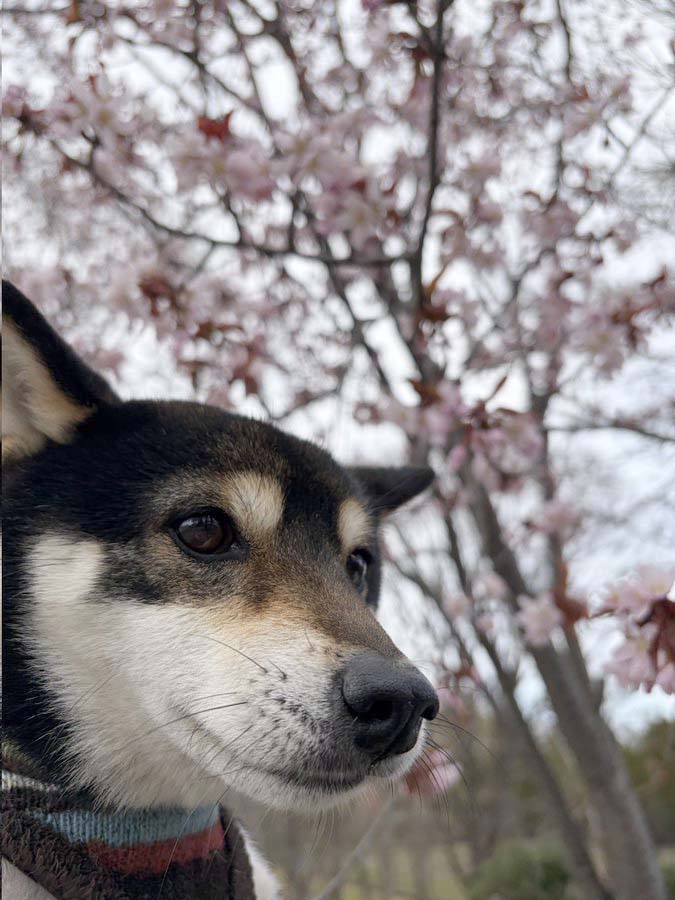 柴犬と桜