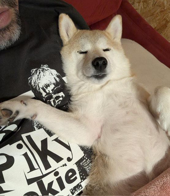 仰向けで寝る柴犬