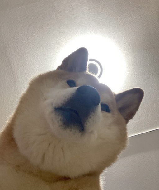 見下ろす柴犬