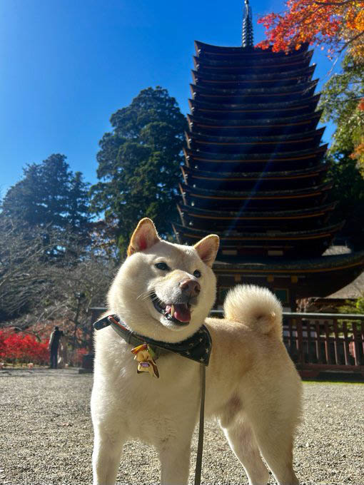 五重塔の前の柴犬