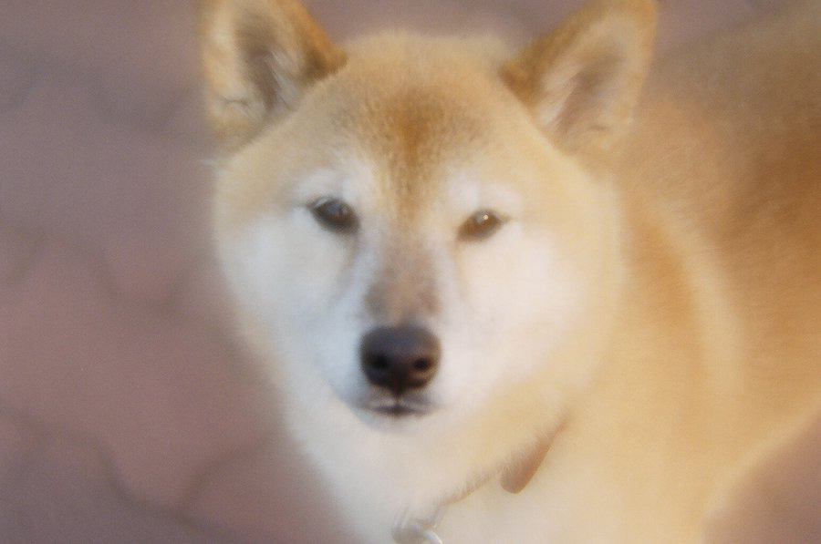 柴犬