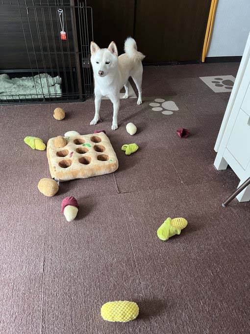 柴犬