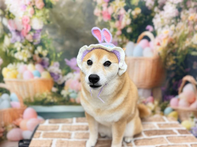 柴犬　うさみみ