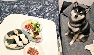 柴犬
