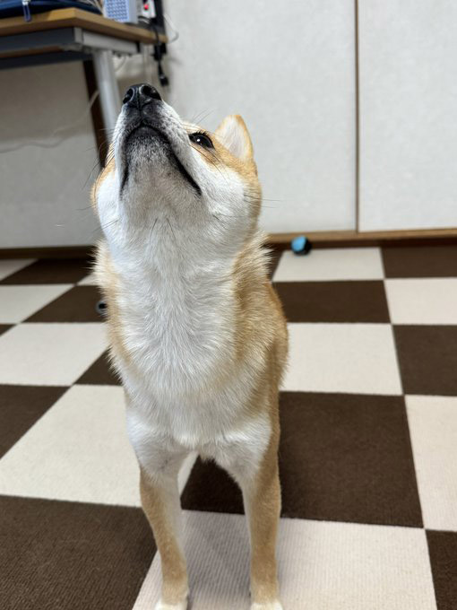 柴犬