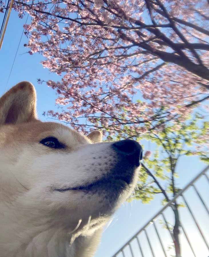 柴犬と桜