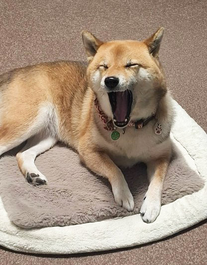 あくびする柴犬