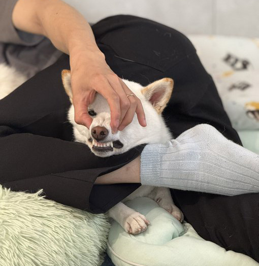 白柴