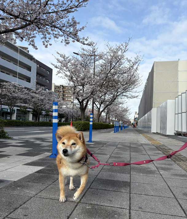 柴犬　散歩
