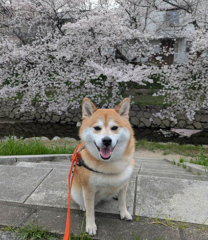 柴犬と桜