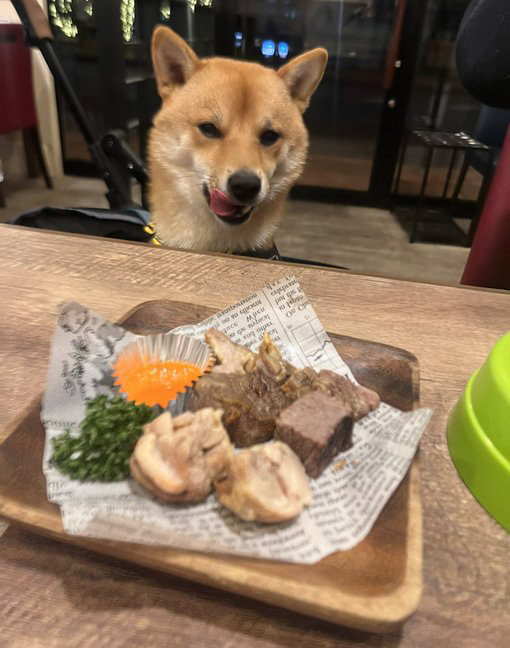 柴犬