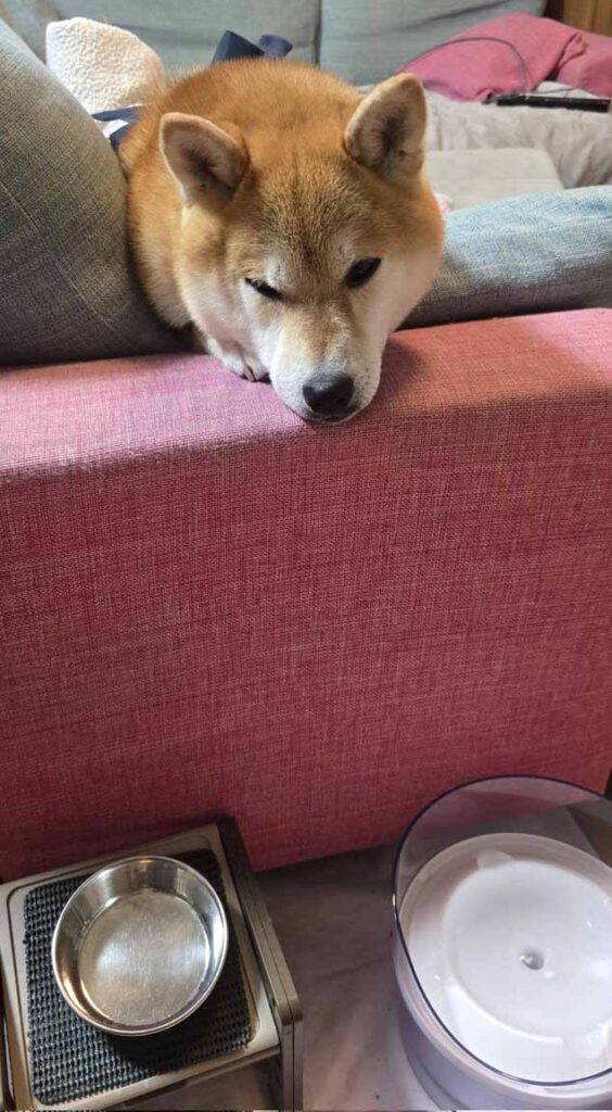 柴犬