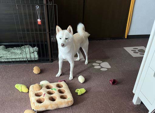 白柴　畑のおもちゃ　ノーズワーク
