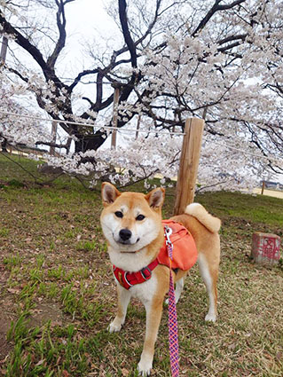 柴犬と桜