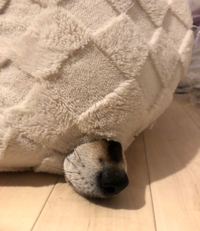 柴犬