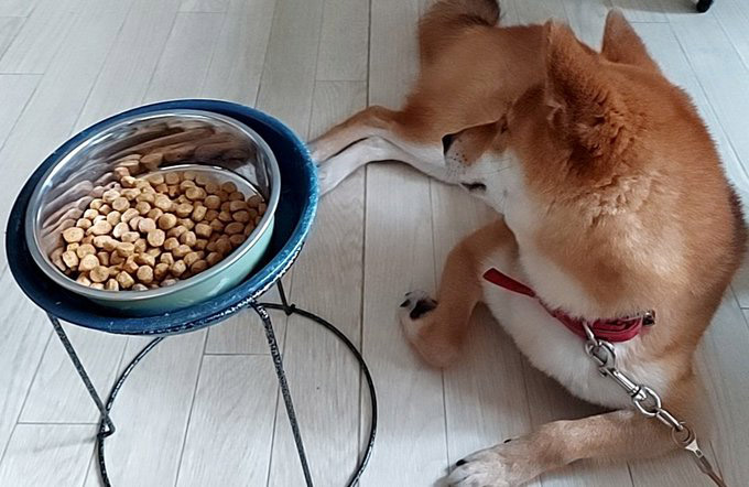 柴犬