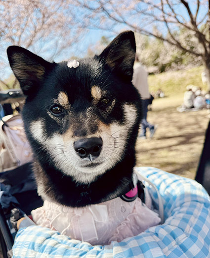 柴犬と桜