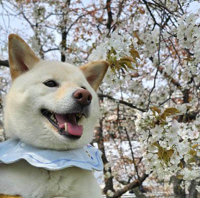 柴犬と桜