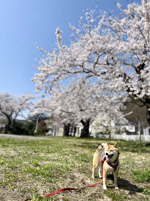柴犬と桜
