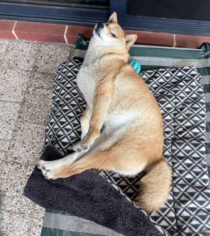 柴犬