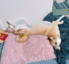 昼寝する柴犬