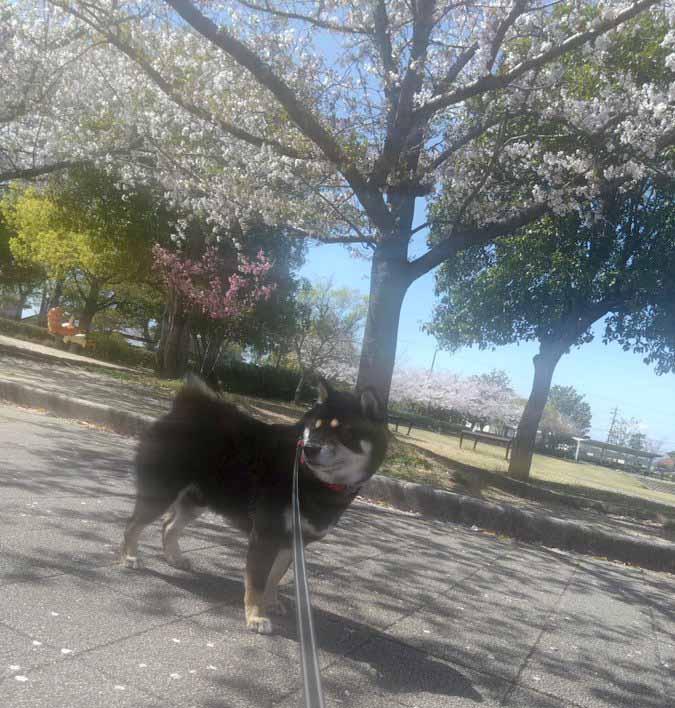 柴犬と桜