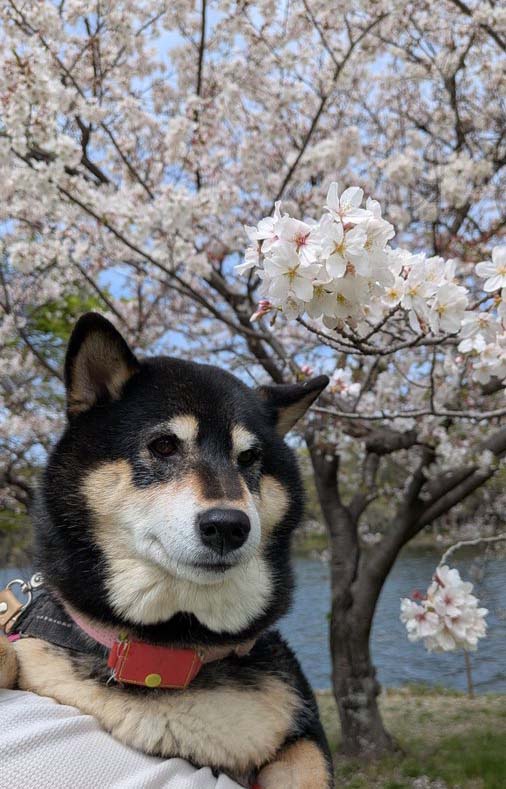 柴犬と桜