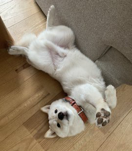 踊る柴犬