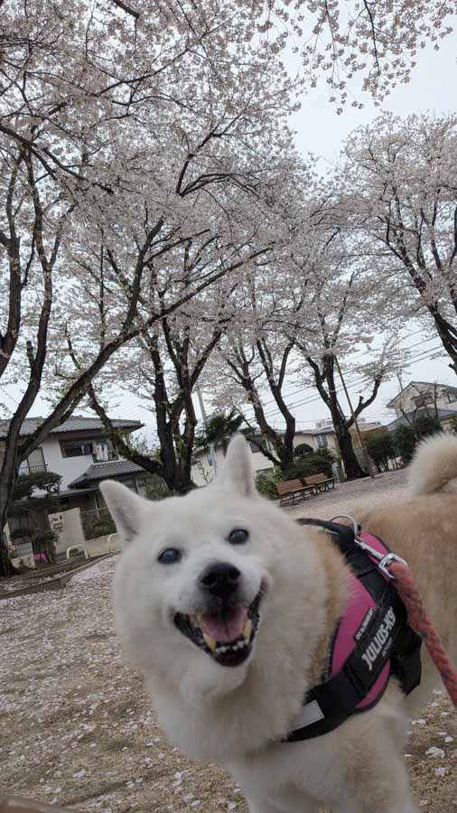 柴犬と桜