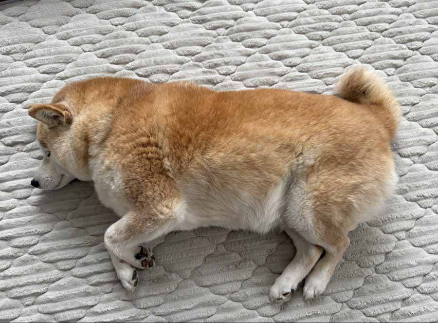 柴犬
