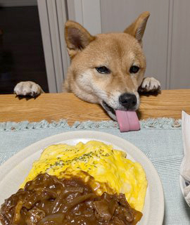 オムハヤシを見つめる柴犬