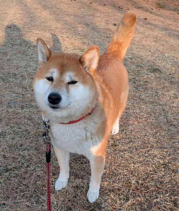 困り顔の柴犬