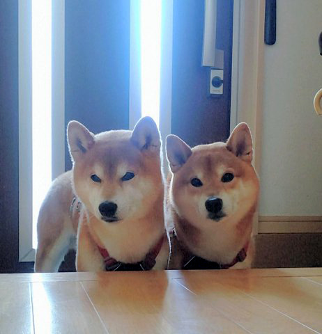 玄関で待つ柴犬２頭