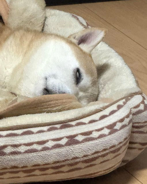 白目の柴犬