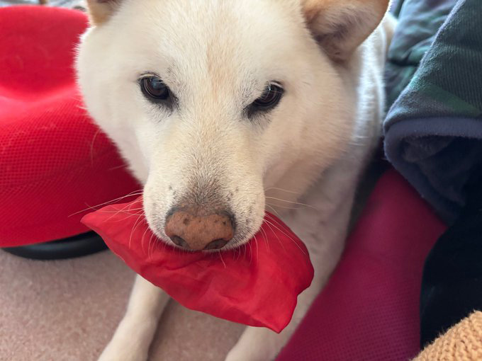 柴犬