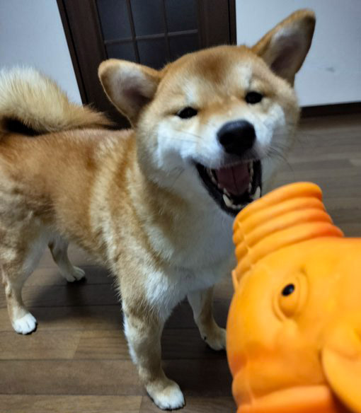 柴犬