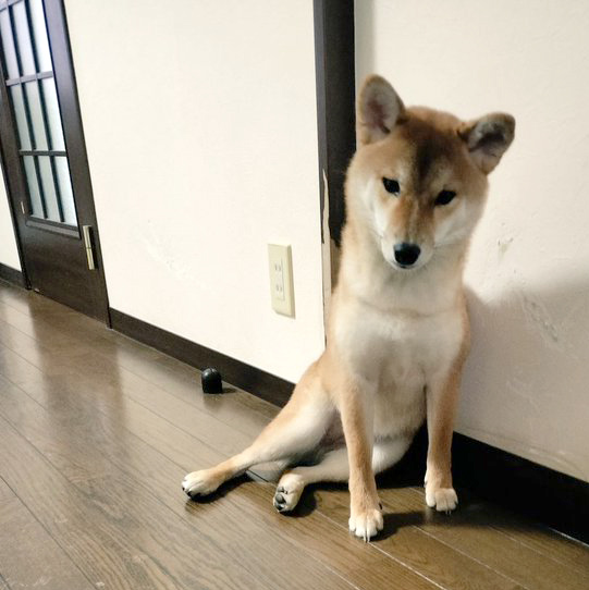 柴犬