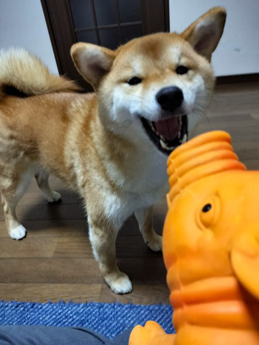 おもちゃとにらみ合う柴犬