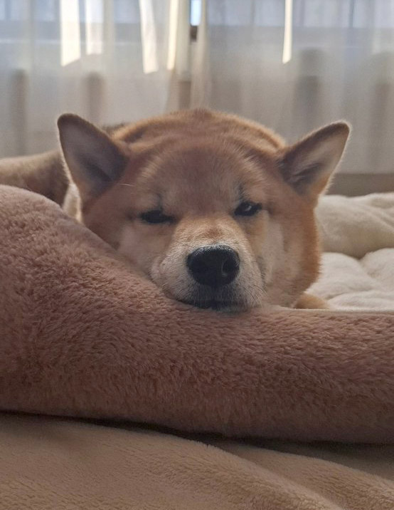 柴犬