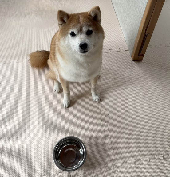 柴犬