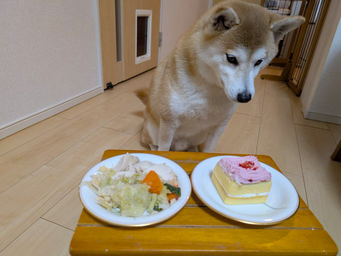 柴犬