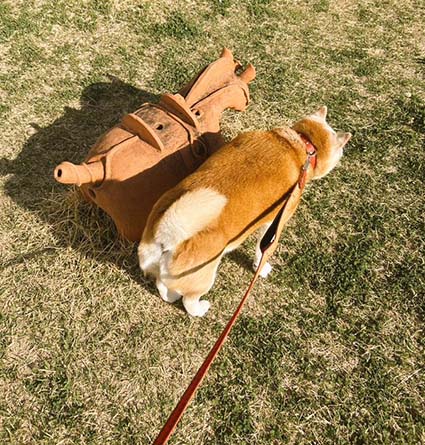 柴犬