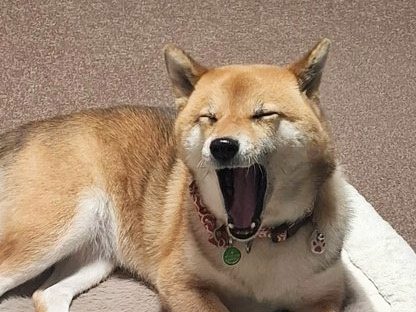 あくびする柴犬