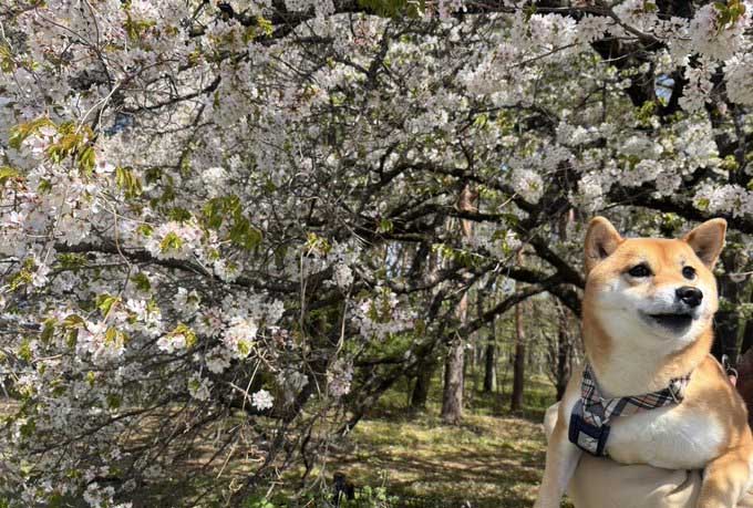 柴犬と桜