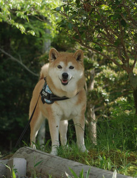 笑顔の柴犬
