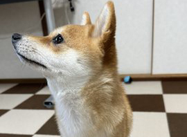 柴犬の横顔