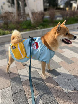 幼稚園の服を着た柴犬